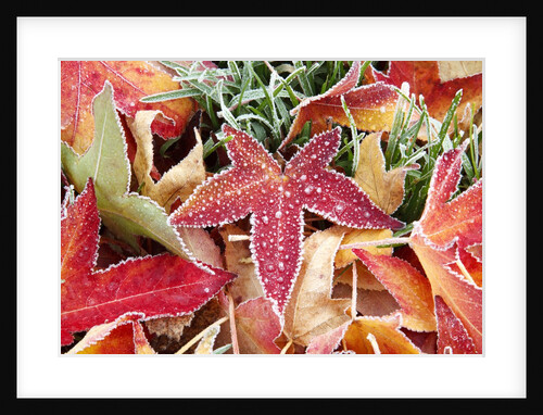 Frost on fall leaves by Anonymous