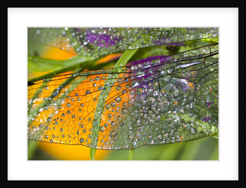 Morning dew on a dragonfly wing by Anonymous