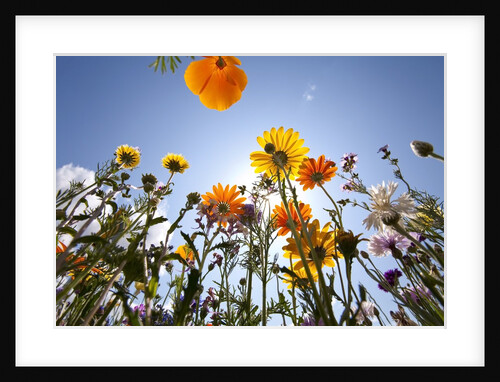 Sun and clear sky above wildflowers by Anonymous