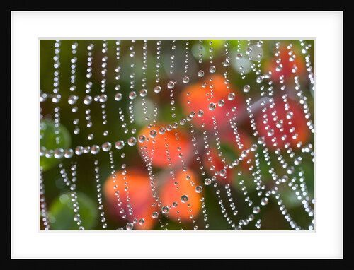 Dew on a spiderweb by Anonymous