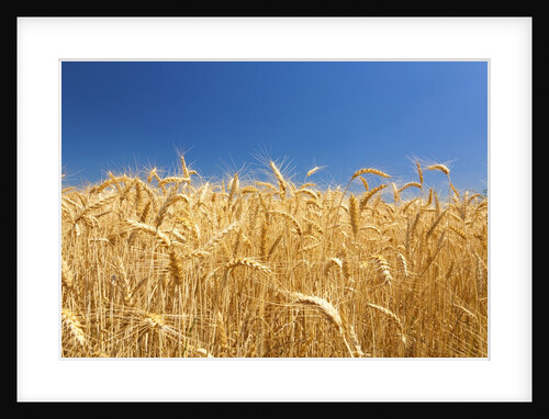 Wheat field by Anonymous