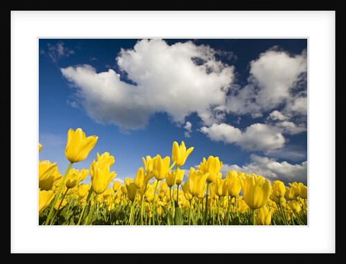 Tulips under clear sky by Anonymous