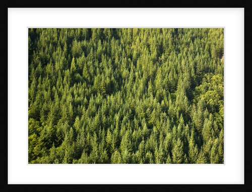 Evergreen forest near Mount Hood by Anonymous