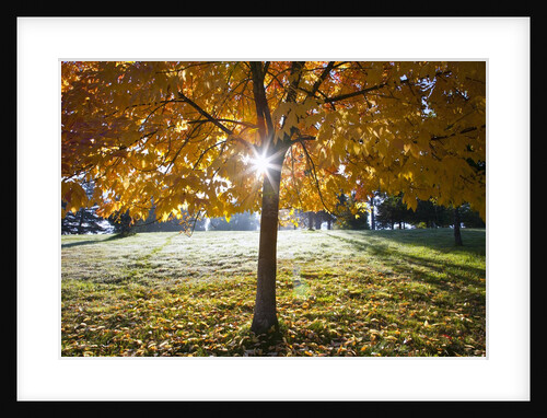 Sunshine through a fall tree by Anonymous