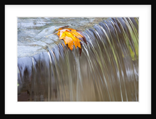 Fall leaf on top of a waterfall by Anonymous