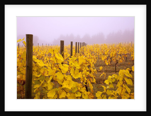 Misty vineyard in the autumn by Anonymous