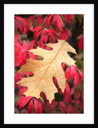 Water droplets on a fall leaf by Anonymous