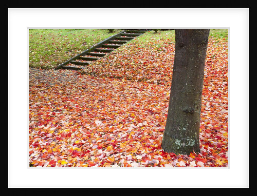 Autumn leaves on the ground by Anonymous