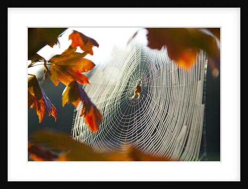 Orb spider on its web by Anonymous
