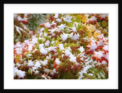 Snow on autumn vine maple by Anonymous