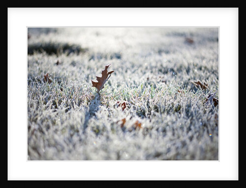 Frost on grass and autumn leaves by Anonymous