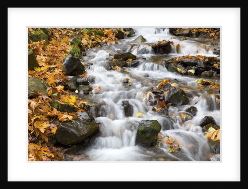 Water running over rocks in Wahkeena Creek by Anonymous