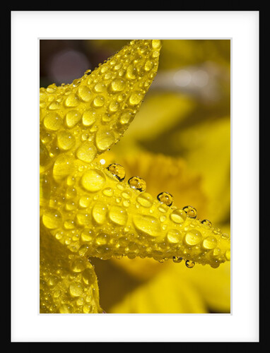Close-up of dew on daffodil petals by Anonymous
