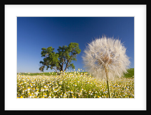Flowers in a meadow by Anonymous