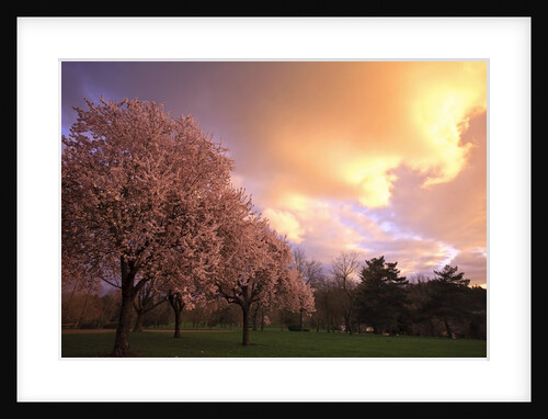 Blooming cherry trees at sunset by Anonymous