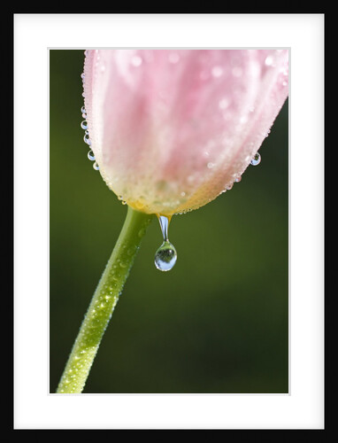 Dew dripping off a tulip by Anonymous