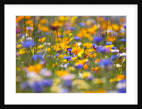 Meadow of wildflowers by Anonymous