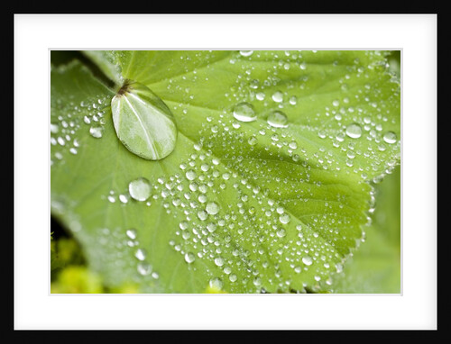 Dew drops on a leaf by Anonymous