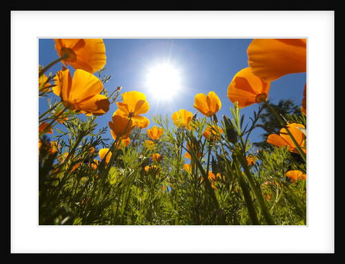 Sun shining over a meadow of poppies by Anonymous