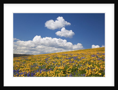 Wildflowers in a hilly meadow by Anonymous