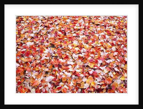 Pile of autumn leaves by Anonymous