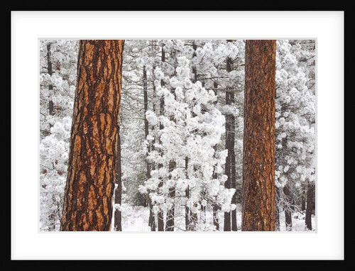 Snow covered ponderosa pine trees by Anonymous