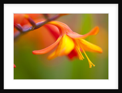 Close-up of a flower by Anonymous