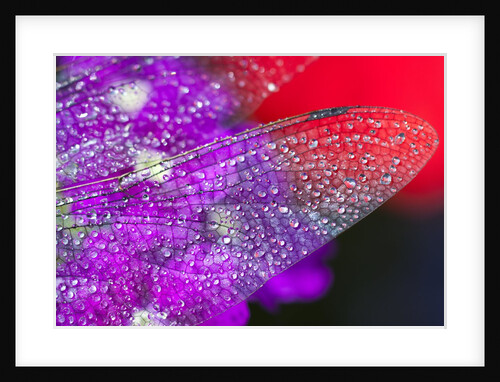 Morning dew on a dragonfly wing by Anonymous