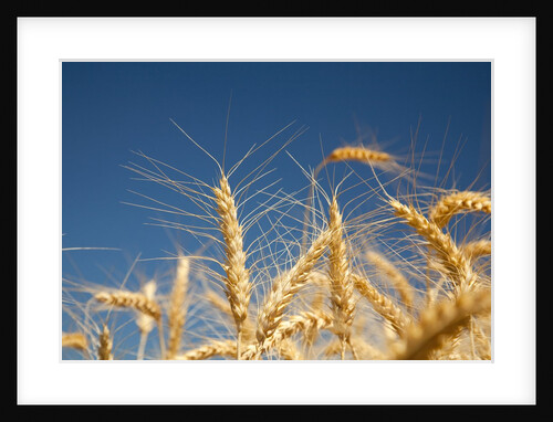 Wheat field by Anonymous