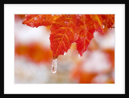 Snow and ice on an autumn vine maple by Anonymous