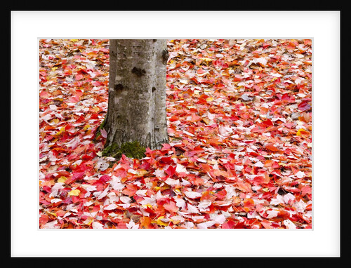 Pile of autumn leaves around tree trunk by Anonymous