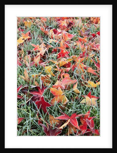 Frost on autumn leaves by Anonymous