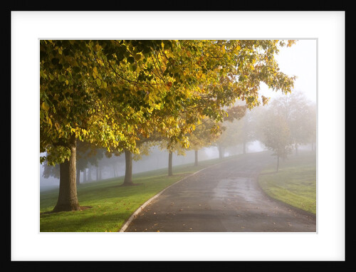Misty autumn trees by Anonymous