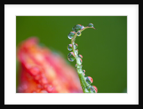 Dew drops on a flower stem by Anonymous