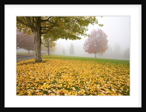 Misty autumn trees by Anonymous