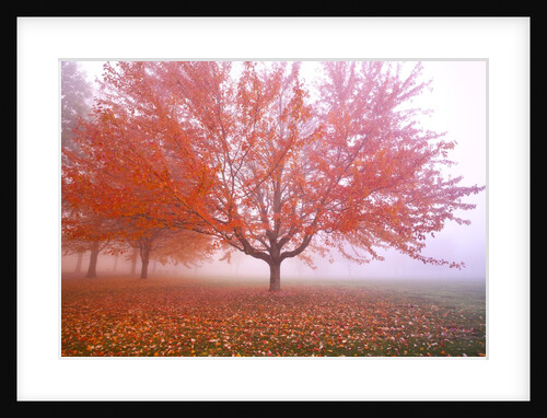 Misty autumn trees by Anonymous