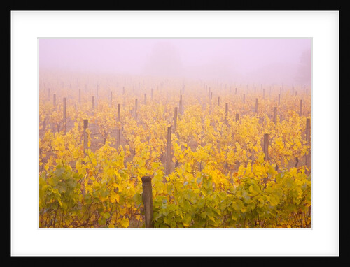 Misty vineyard in the autumn by Anonymous