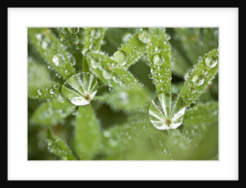 Dew on the leaves of a lupine by Anonymous