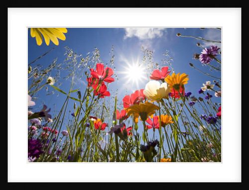 Sun and clear sky above wildflowers by Corbis