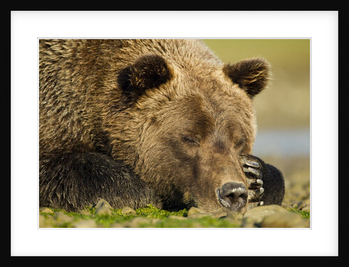 Sleeping Brown Bear, Katmai National Park, Alaska by Anonymous
