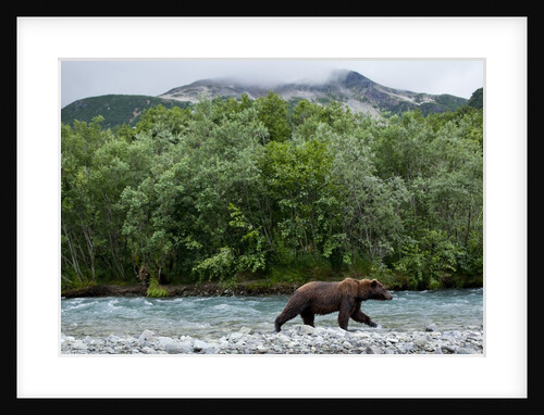 Brown Bear, Katmai National Park, Alaska by Anonymous