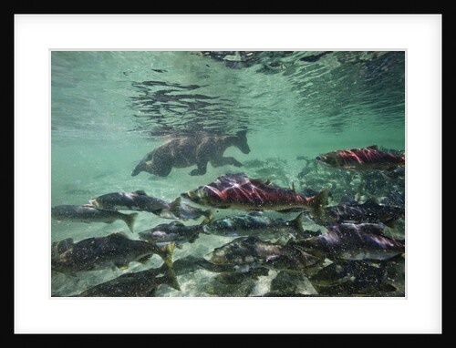 Underwater Brown Bear, Katmai National Park, Alaska by Anonymous