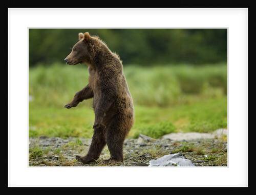 Grizzly Bear, Katmai National Park, Alaska by Anonymous