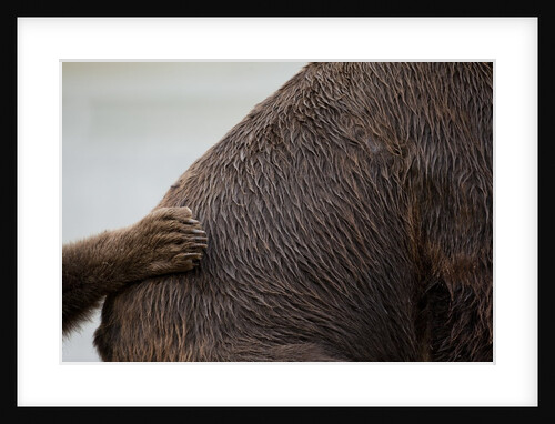Grizzly Bear, Katmai National Park, Alaska by Anonymous