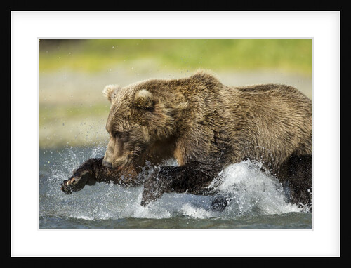 Brown Bear Fishing, Katmai National Park, Alaska by Anonymous