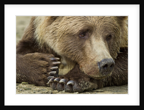 Resting Brown Bear, Katmai National Park, Alaska by Anonymous
