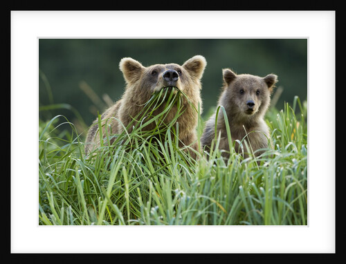 Brown Bear and Cub, Katmai National Park, Alaska by Anonymous
