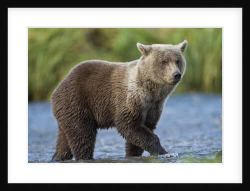 Young Brown Bear, Katmai National Park, Alaska by Anonymous
