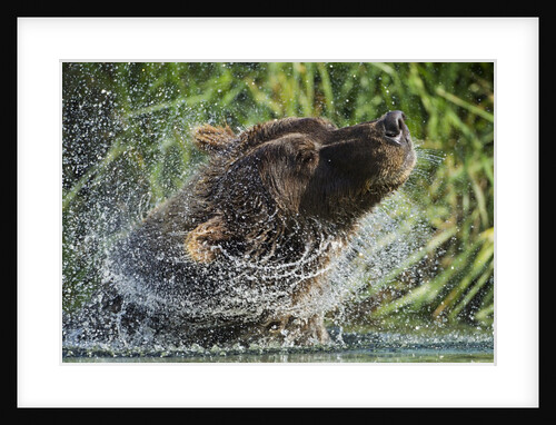 Brown Bear Fishing in Salmon Stream, Katmai National Park, Alaska by Anonymous