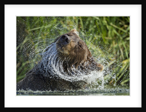 Brown Bear Fishing in Salmon Stream, Katmai National Park, Alaska by Anonymous